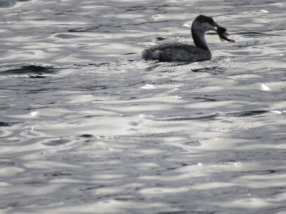 Ohrentaucher - ML646413910