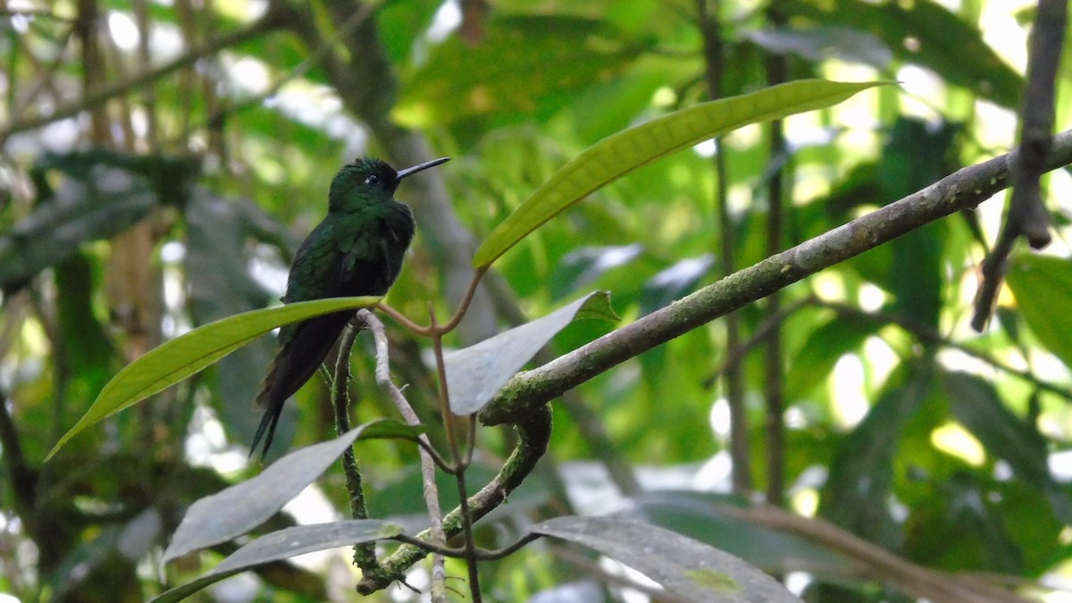 Green-crowned Brilliant - ML646413911