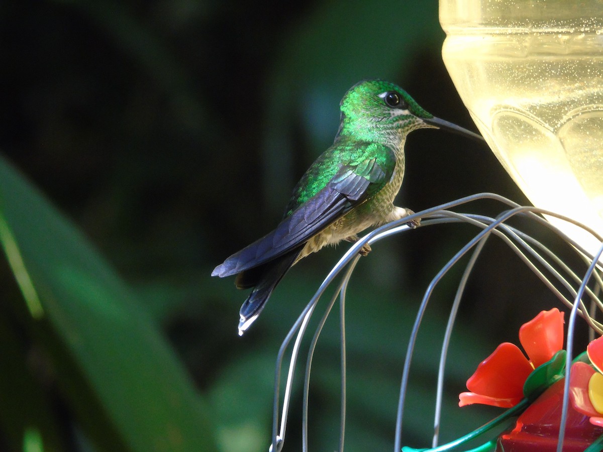 Green-crowned Brilliant - ML646413912