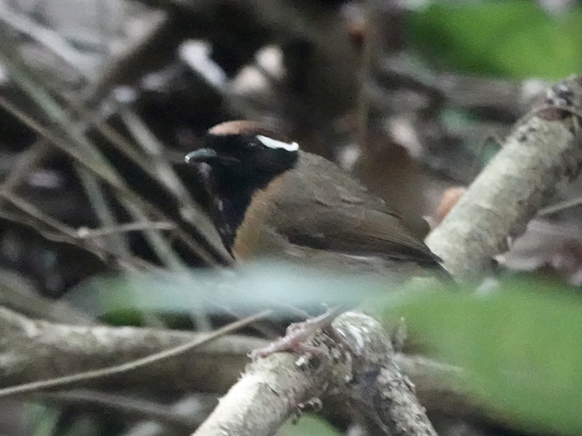Black-breasted Gnateater - ML646413915