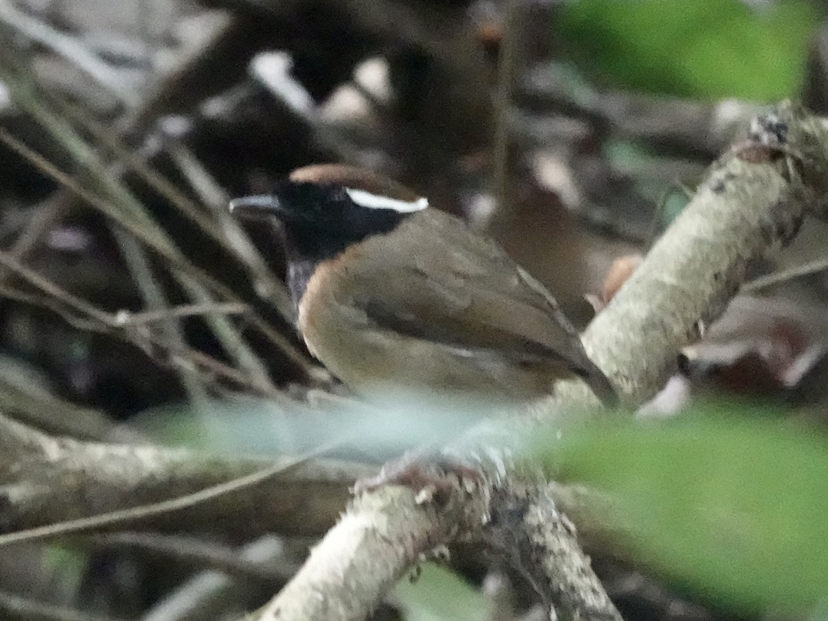 Black-breasted Gnateater - ML646413916