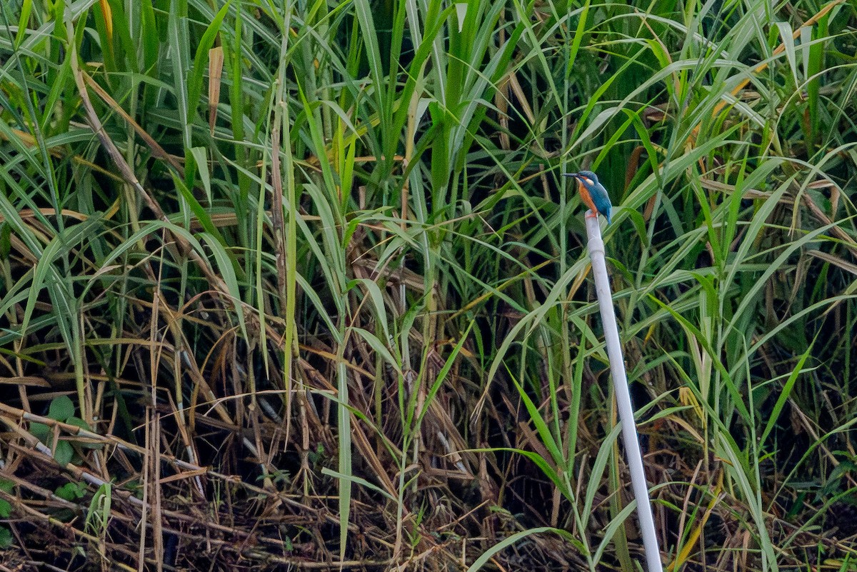 Yalıçapkını - ML646413918