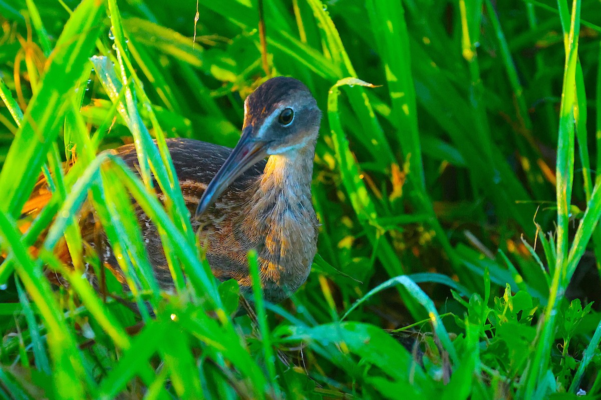 King Rail - ML646413921