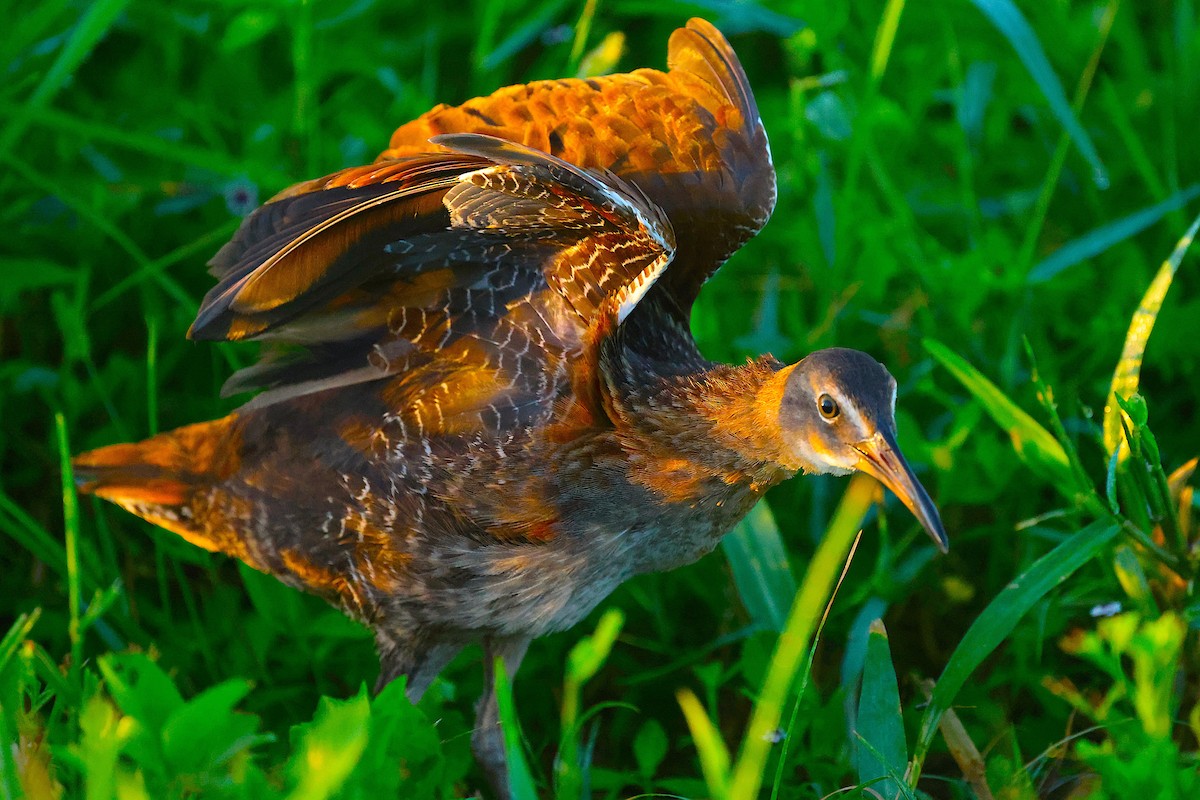 King Rail - ML646413922