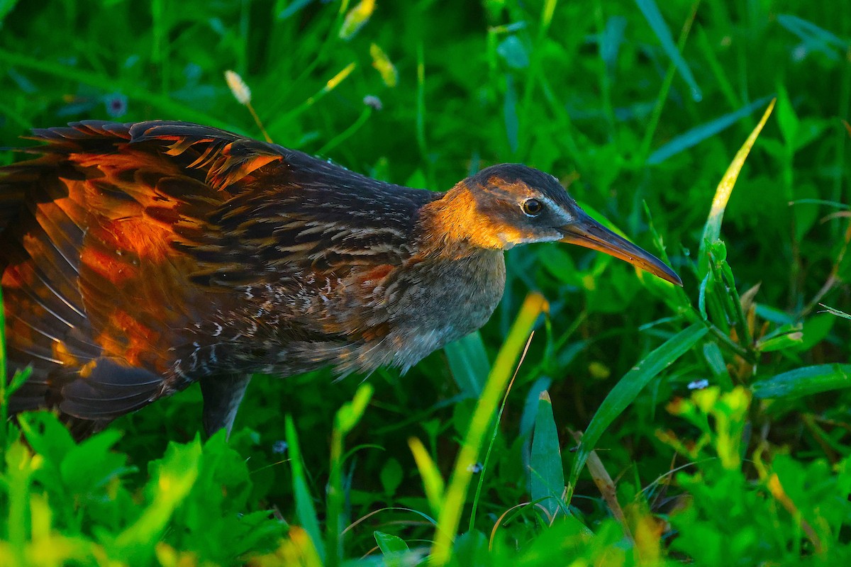 King Rail - ML646413923