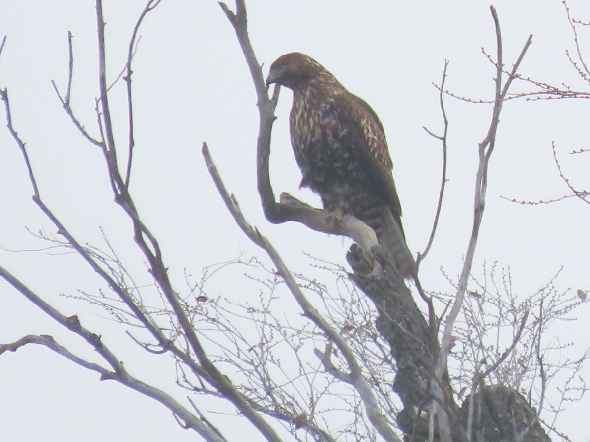 Red-tailed Hawk - ML646413924