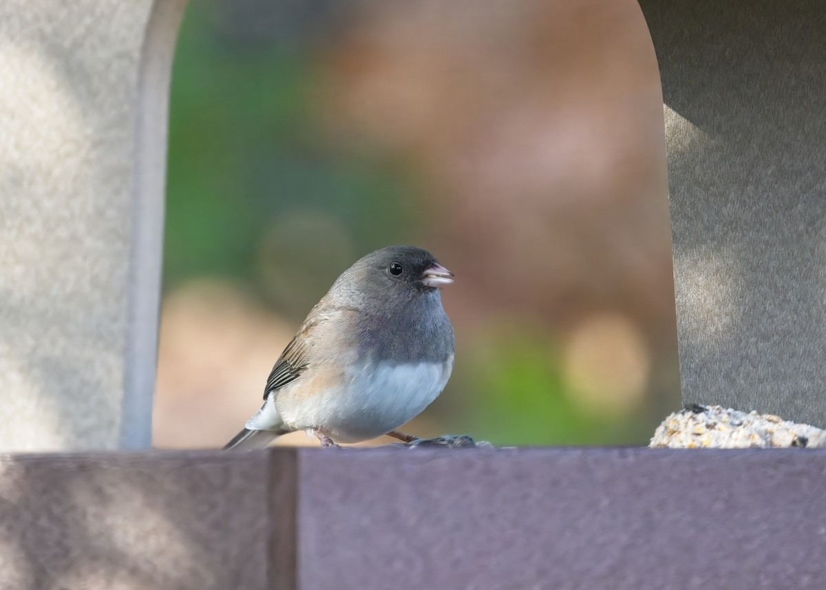 Dark-eyed Junco - ML646413930