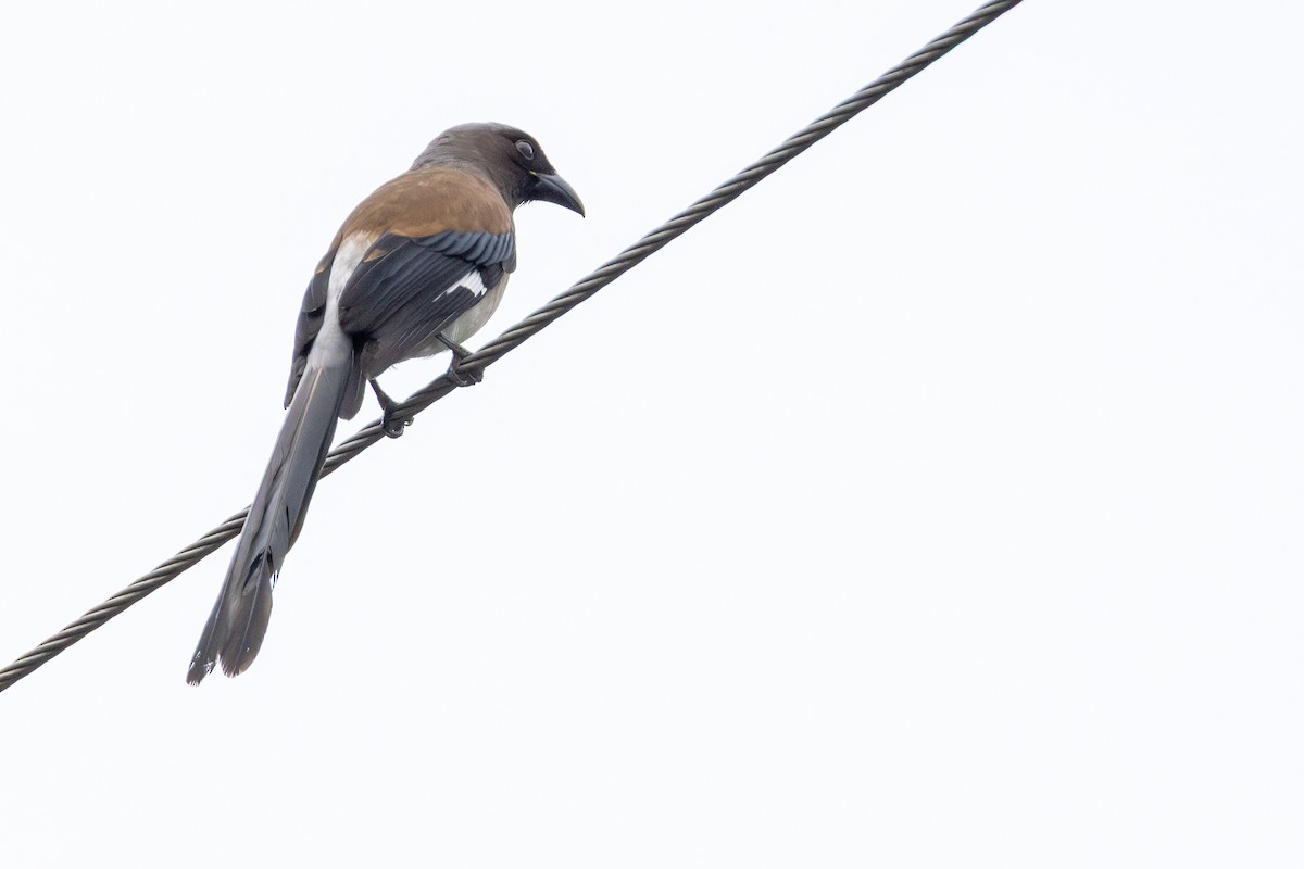 樹鵲 - ML646413931