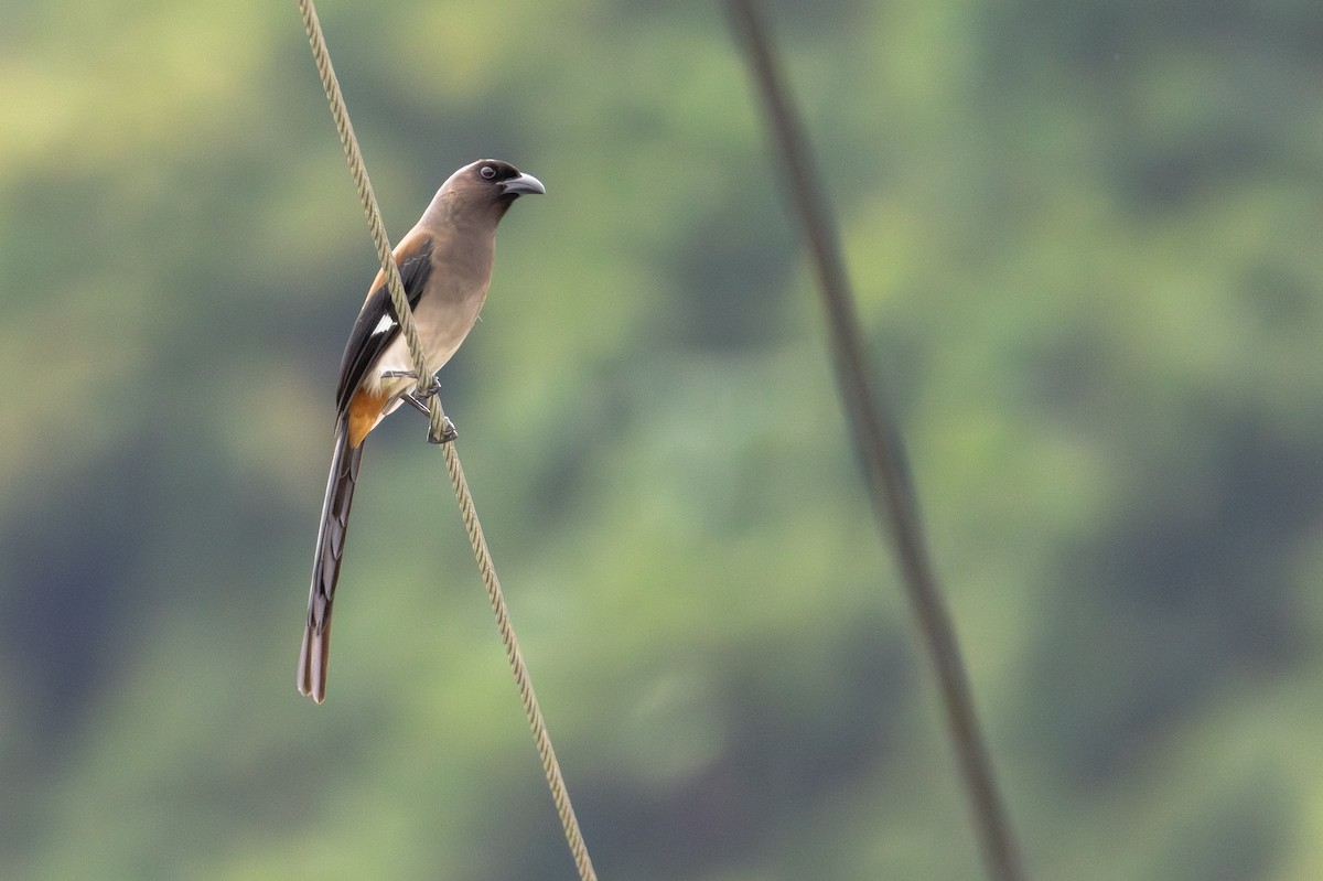 樹鵲 - ML646413932