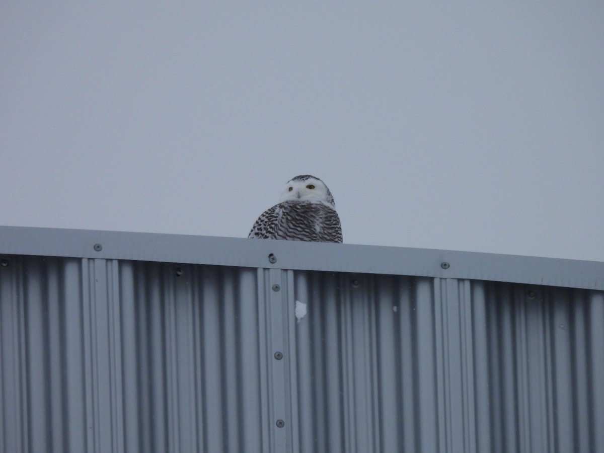 Snowy Owl - ML646413937