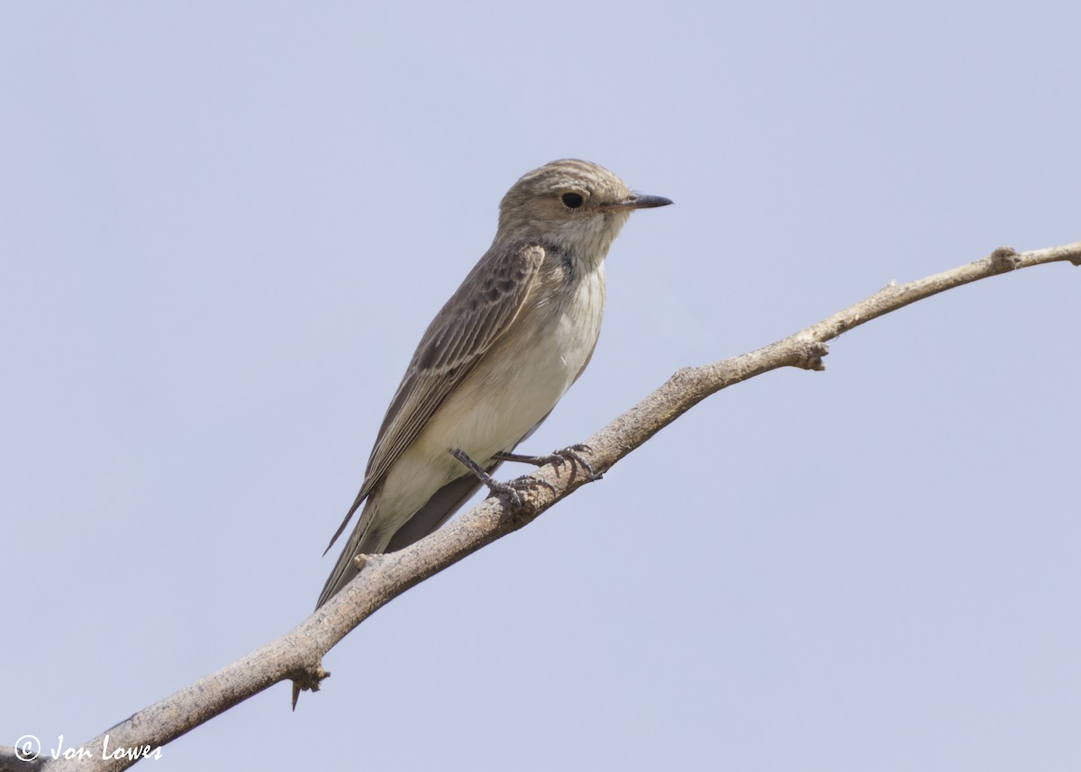 lejsek šedý [skupina striata] - ML646413938