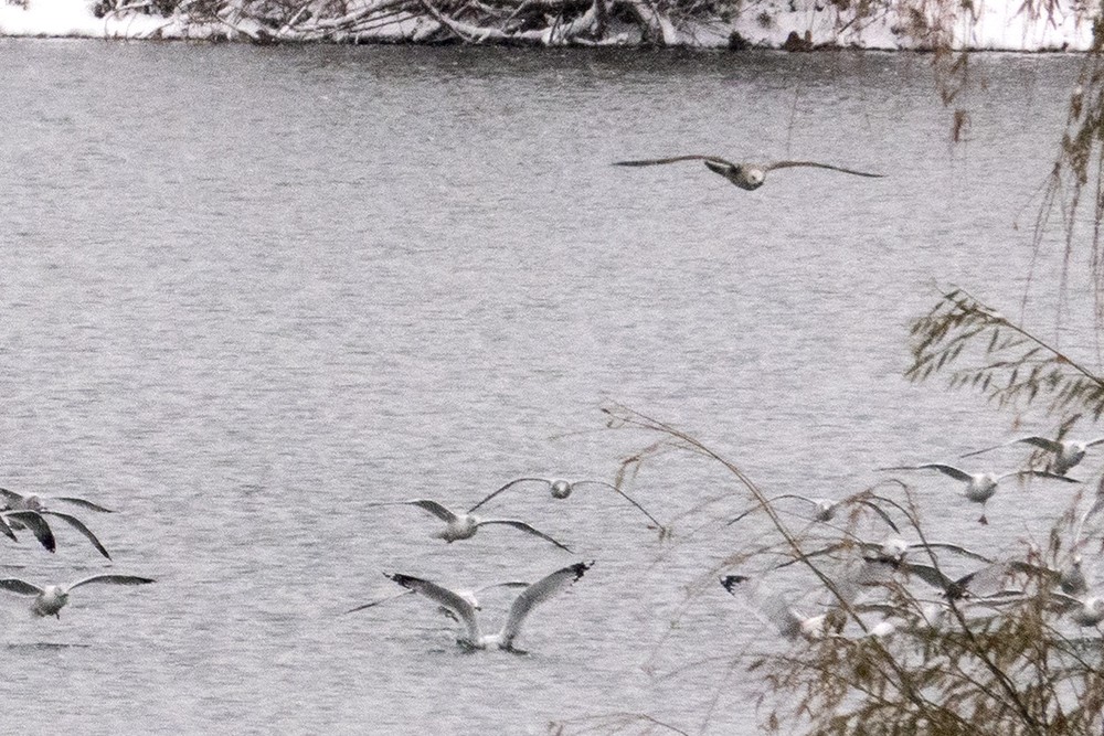 American Herring Gull - ML646413942