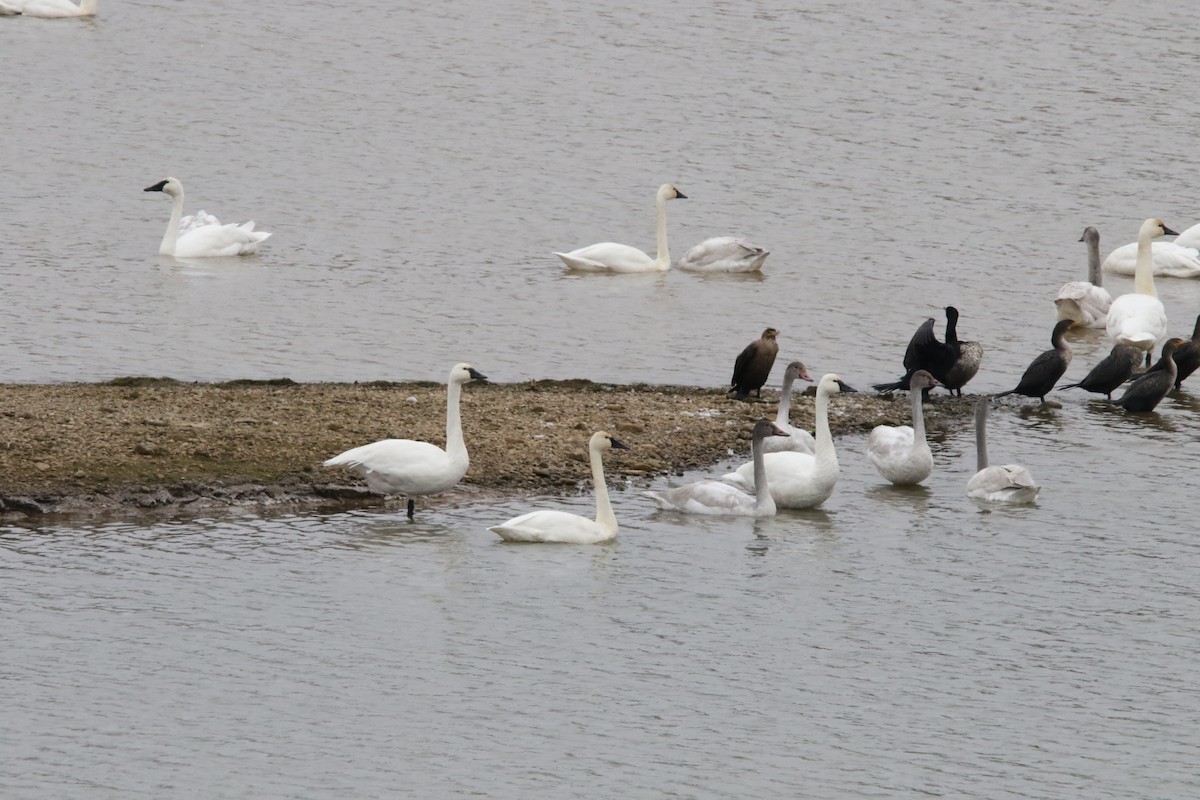 Cigno minore - ML646413943