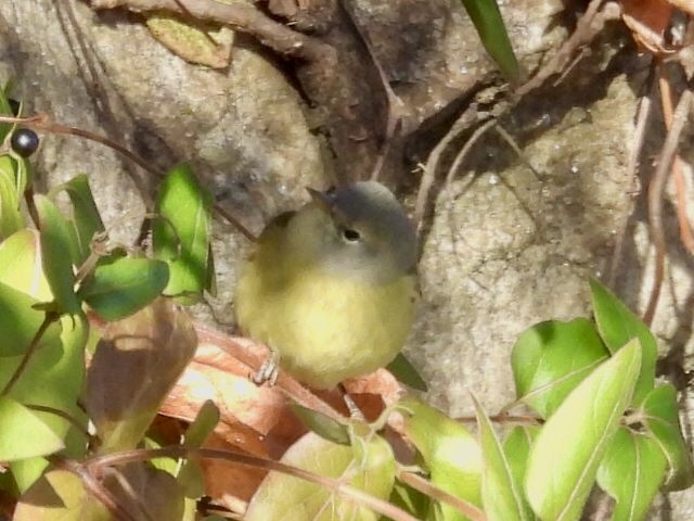 Orange-crowned Warbler - ML646413944