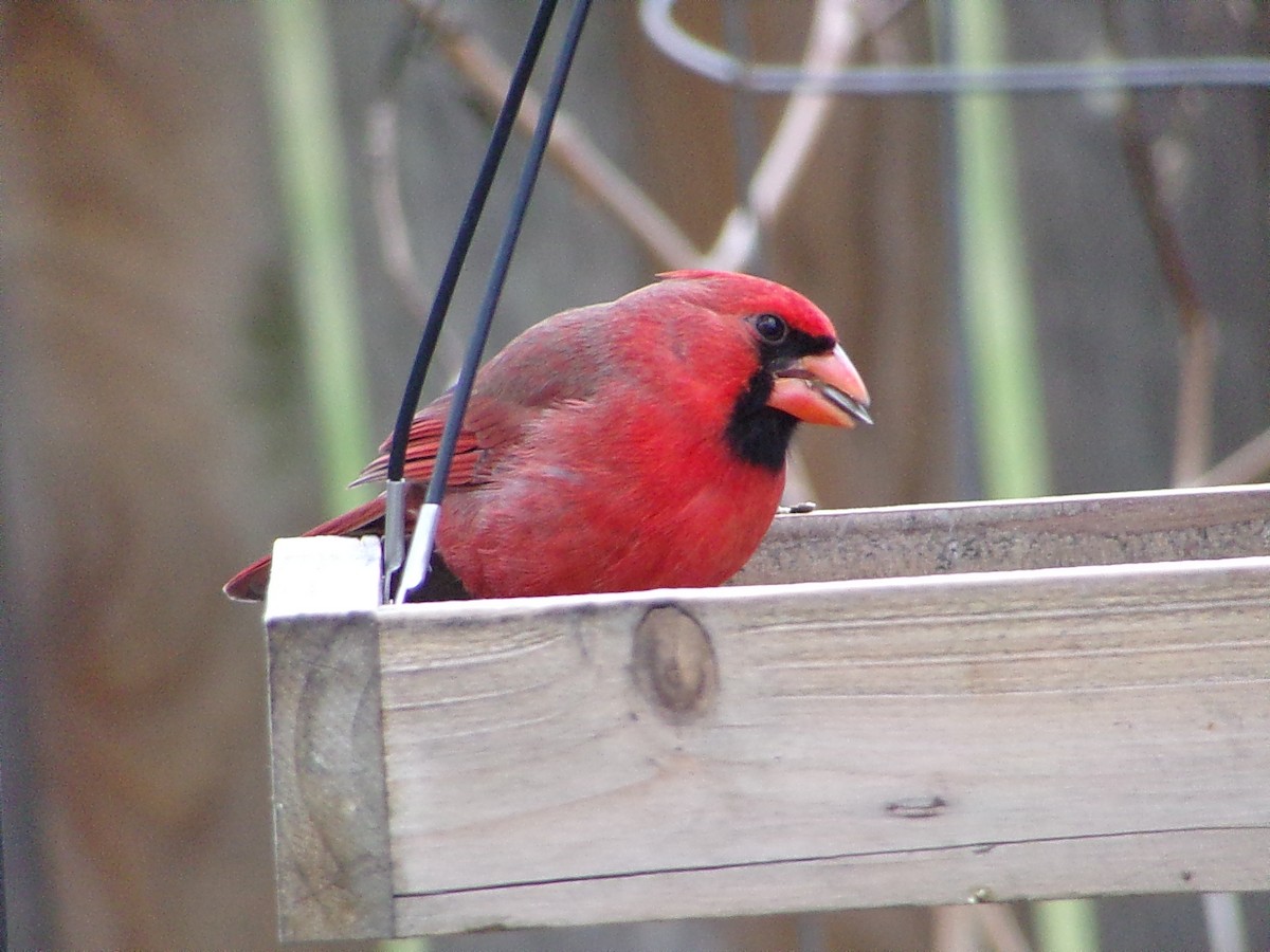 Northern Cardinal - ML646413945