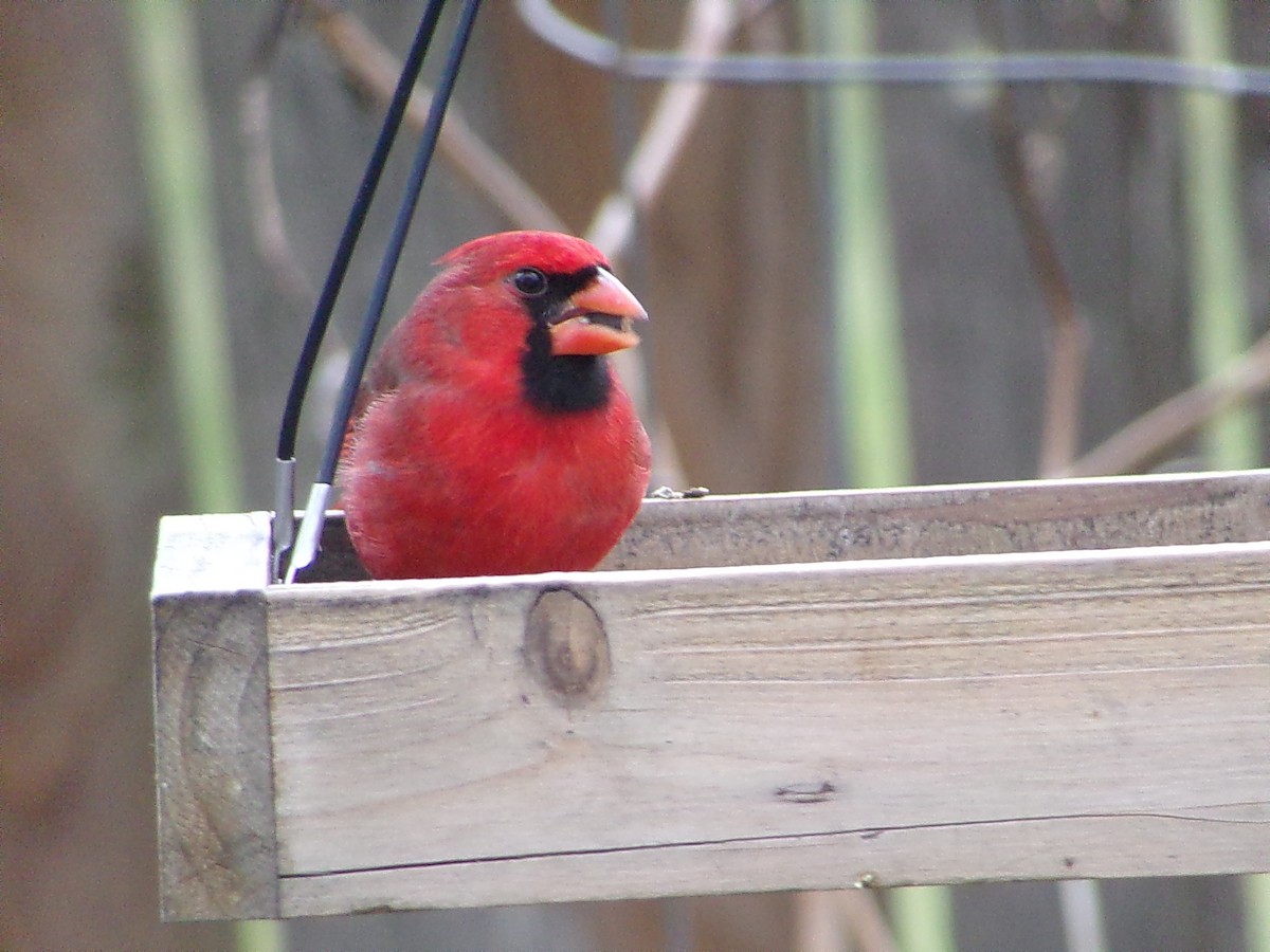 Northern Cardinal - ML646413946