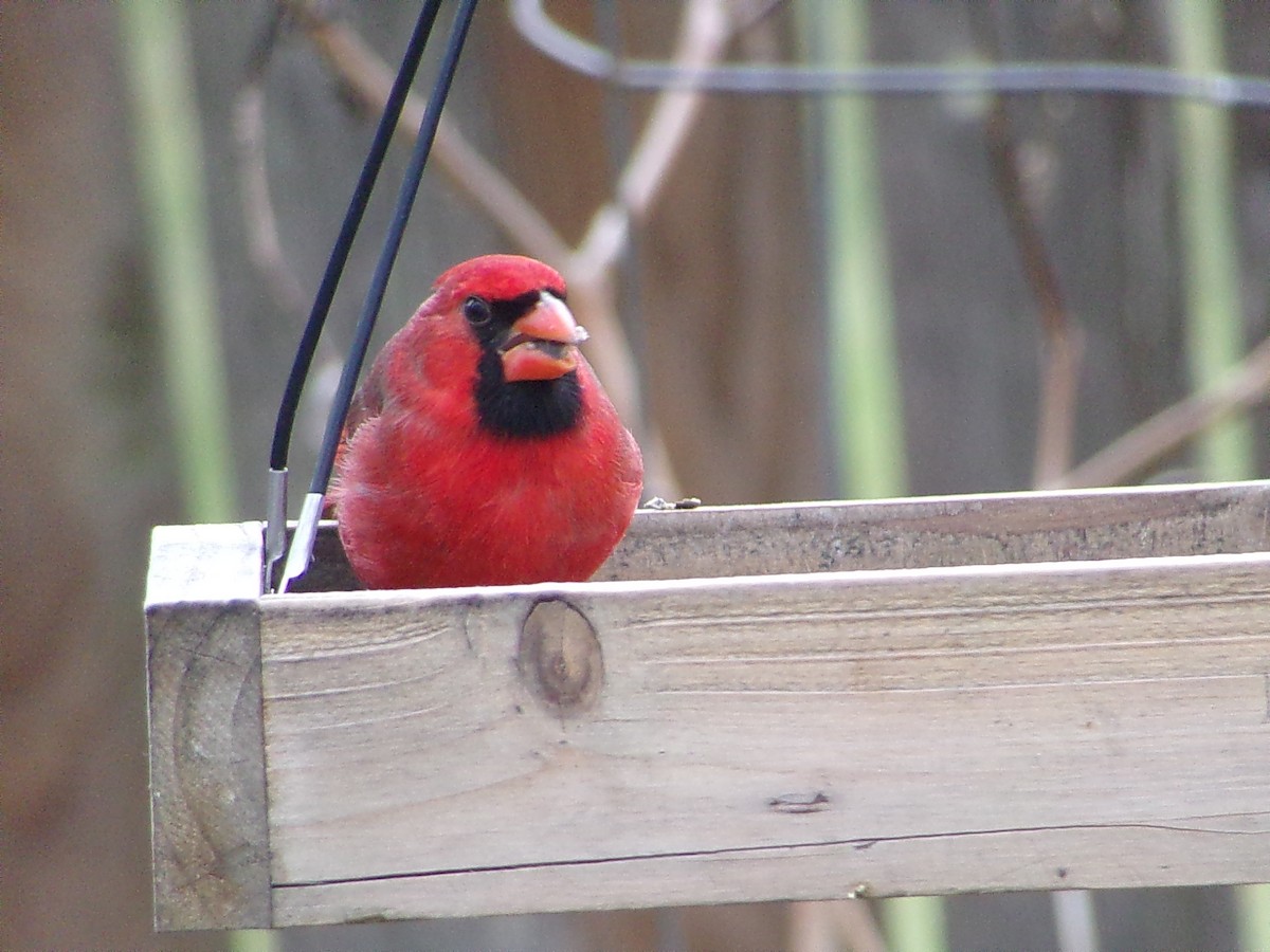 Northern Cardinal - ML646413947