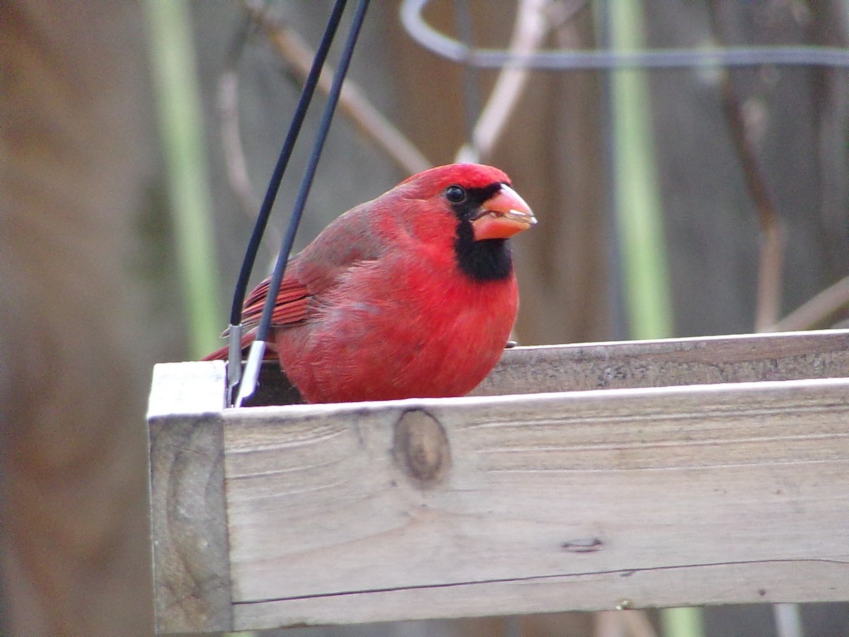 Northern Cardinal - ML646413948
