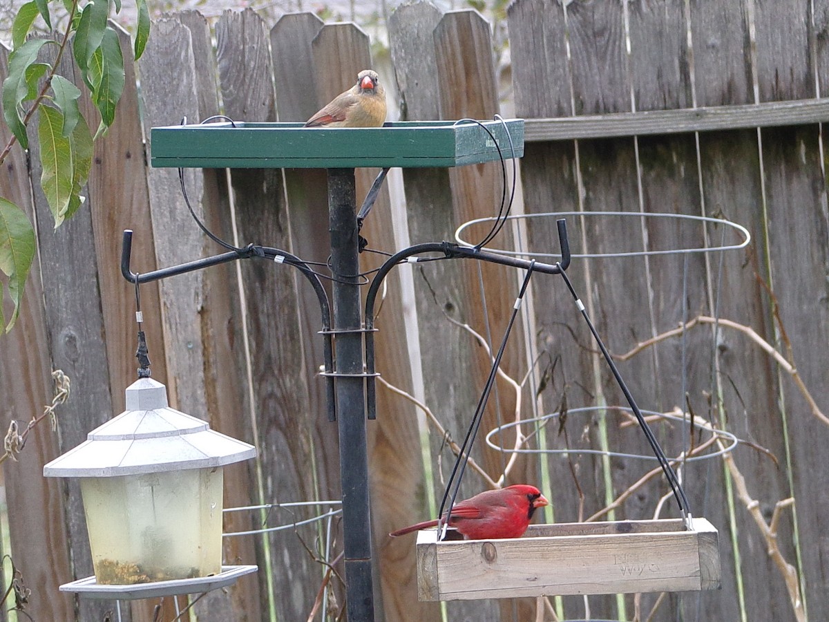 Northern Cardinal - ML646413949