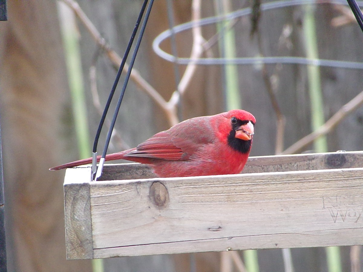 Northern Cardinal - ML646413950