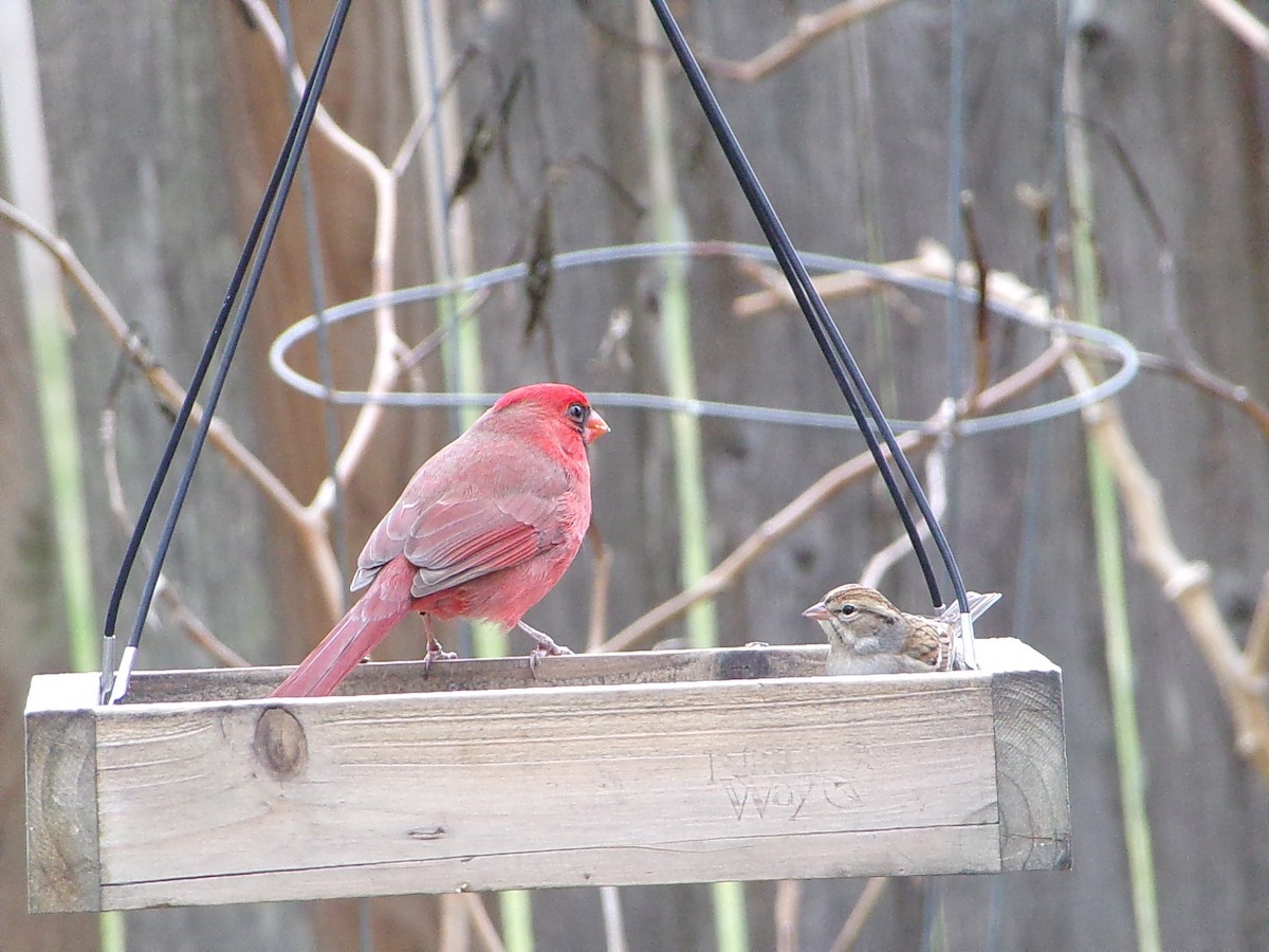 Northern Cardinal - ML646413951