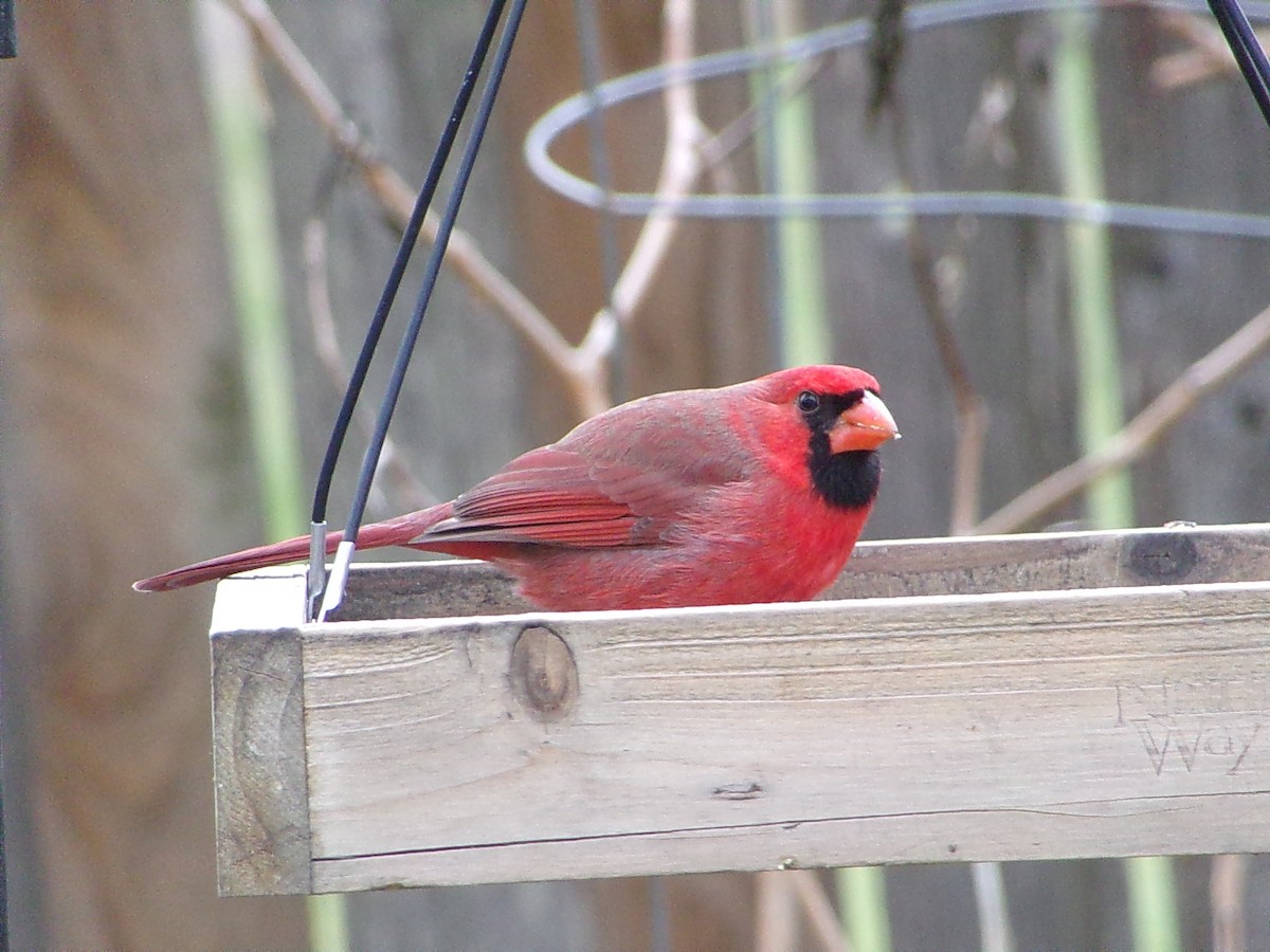 Northern Cardinal - ML646413952