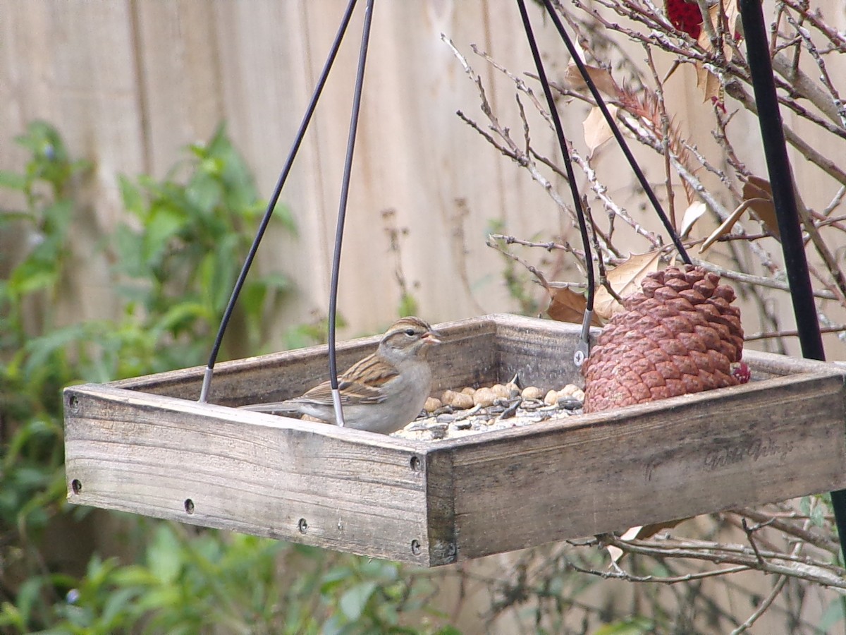 Chipping Sparrow - ML646413953