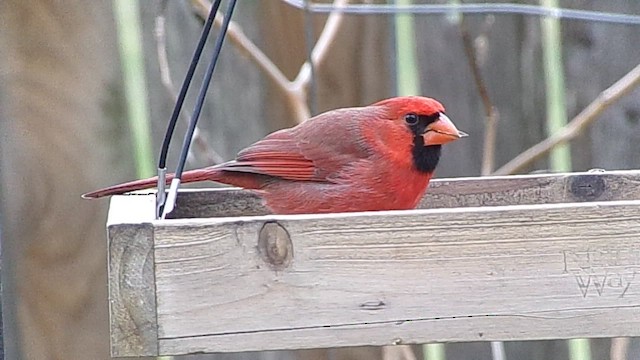 Красный кардинал - ML646413954