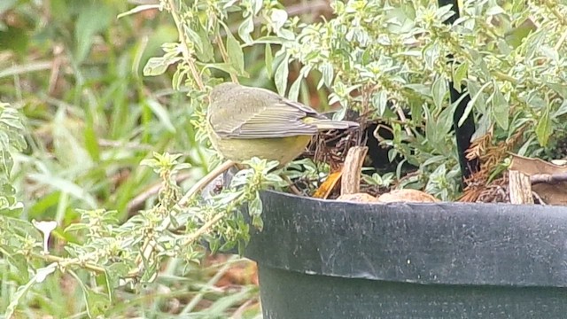 Рыжешапочная древесница - ML646413955