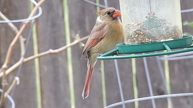 Красный кардинал - ML646413956