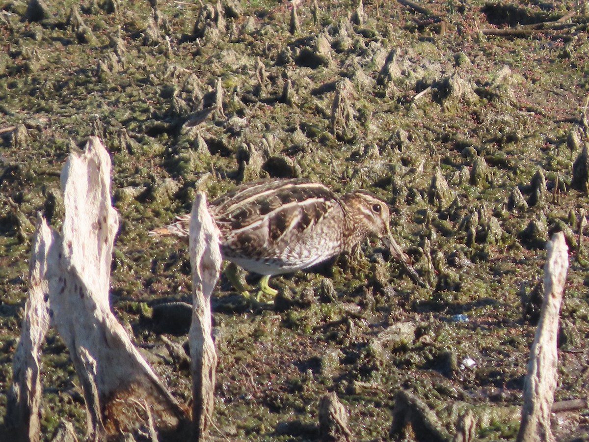 Wilson's Snipe - ML646413957