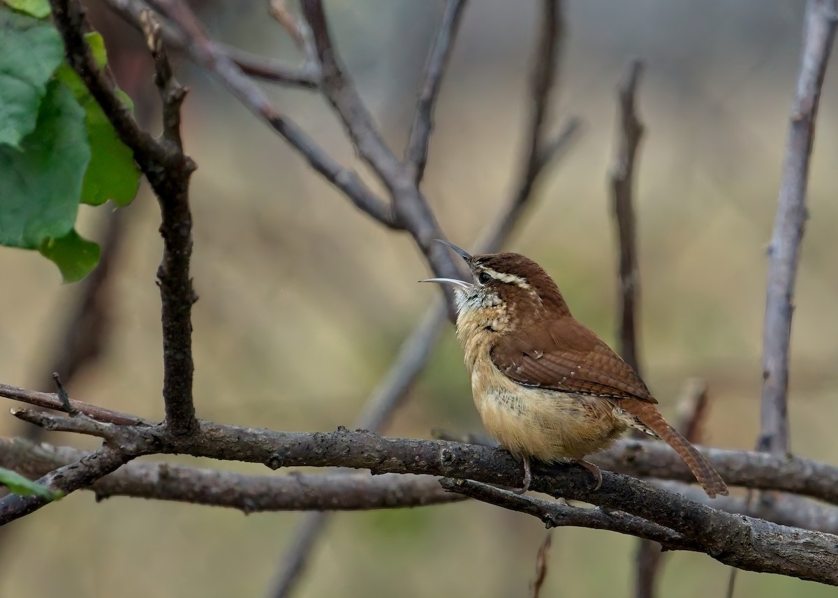 Carolina Wren - ML646413960