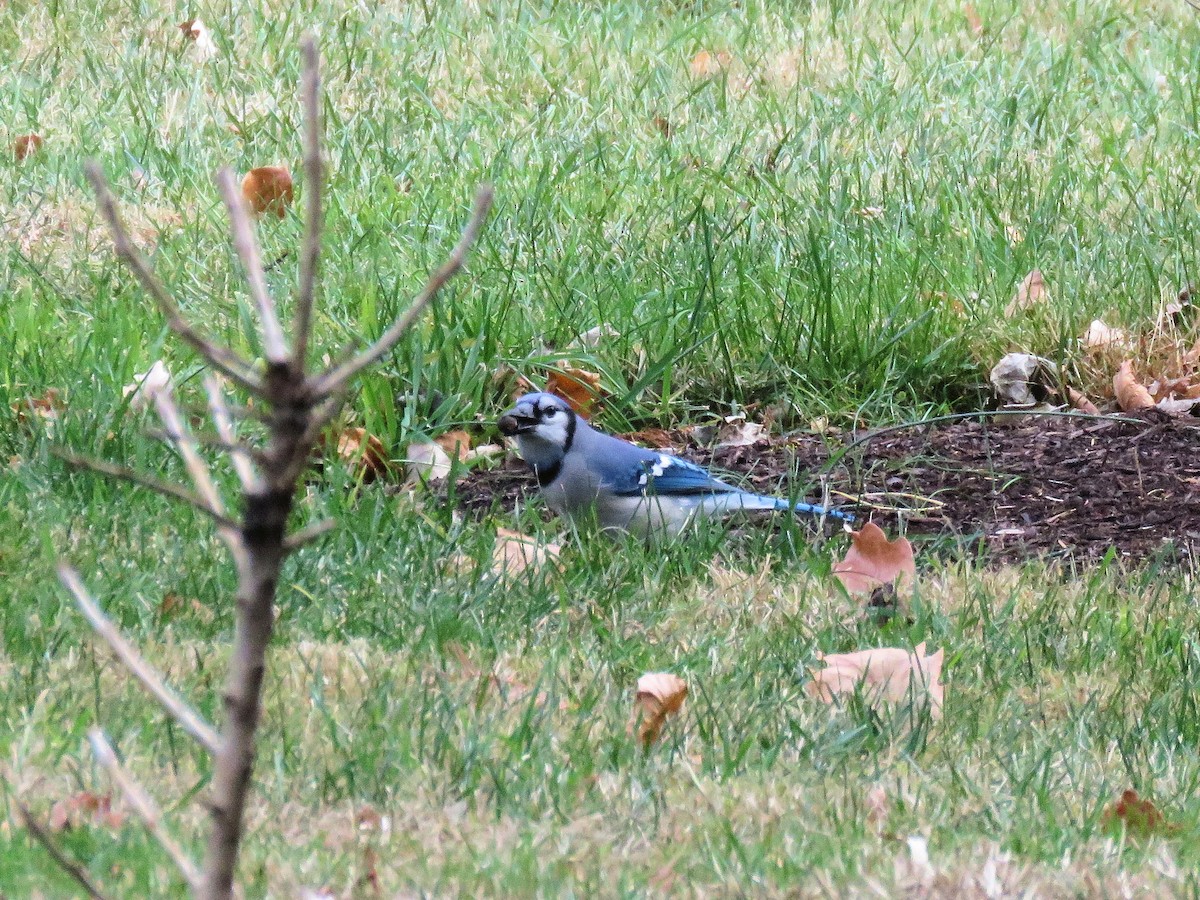 Сизойка блакитна - ML646413961