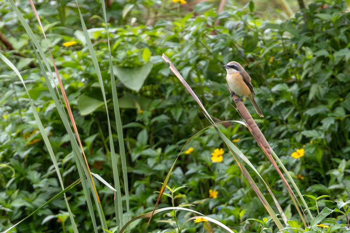 紅尾伯勞 - ML646413963