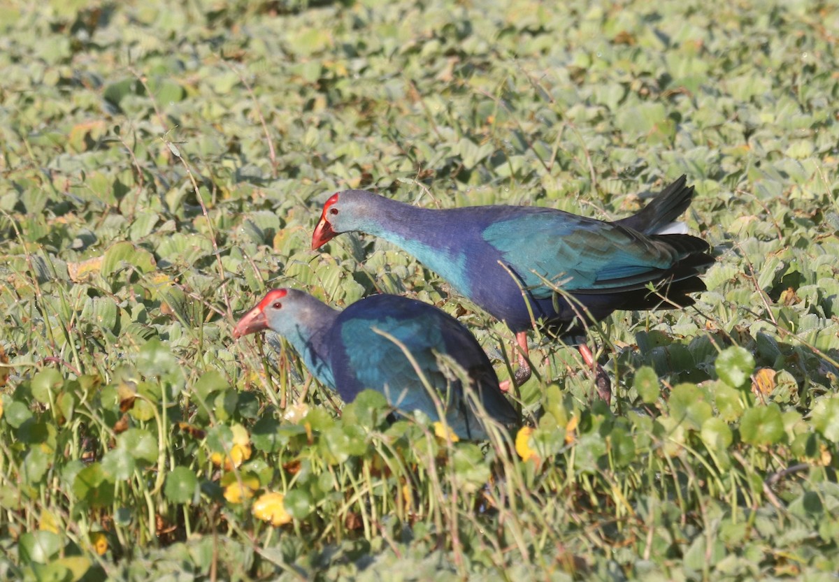 Uroilo urdin burugrisa - ML646413964