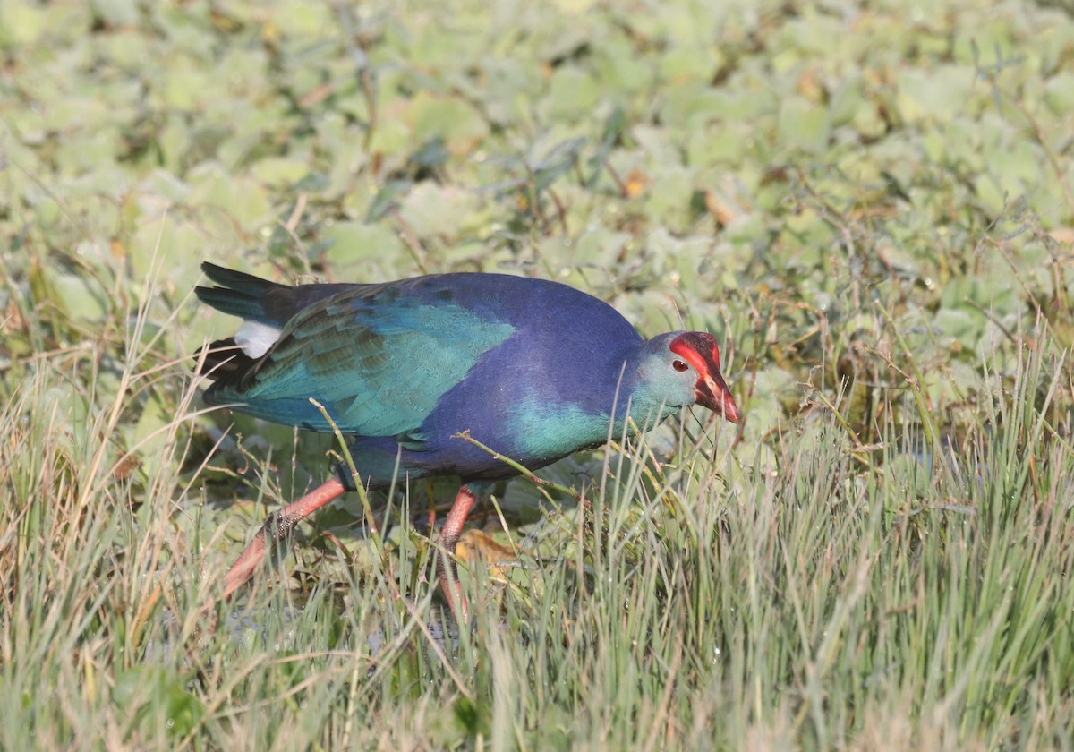 Uroilo urdin burugrisa - ML646413965