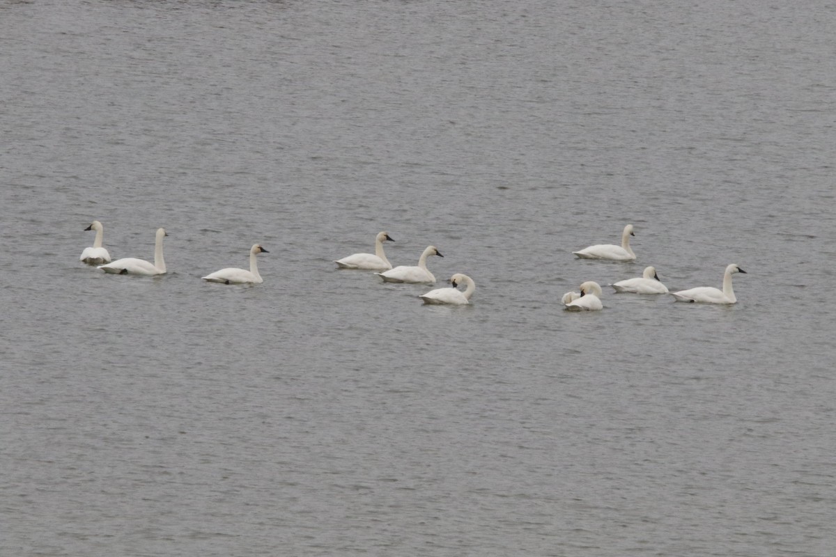 Cigno minore - ML646413966