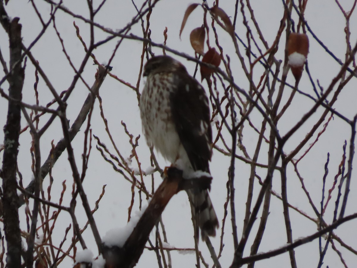 Американский перепелятник - ML646413970