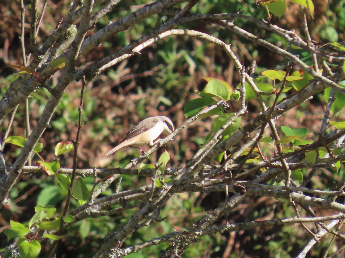 Brown Shrike - ML646413975