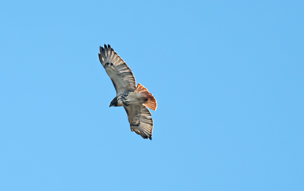 Red-tailed Hawk - ML646413976