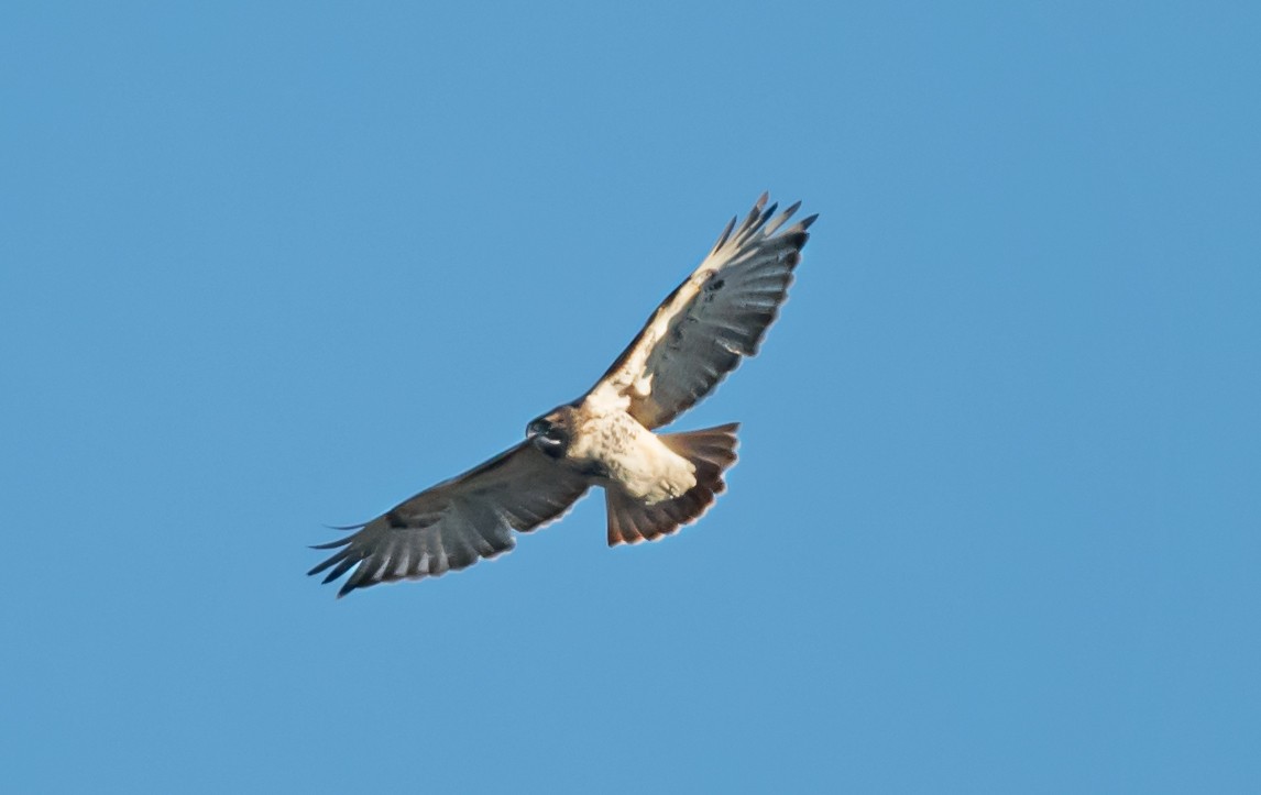 Red-tailed Hawk - ML646413977