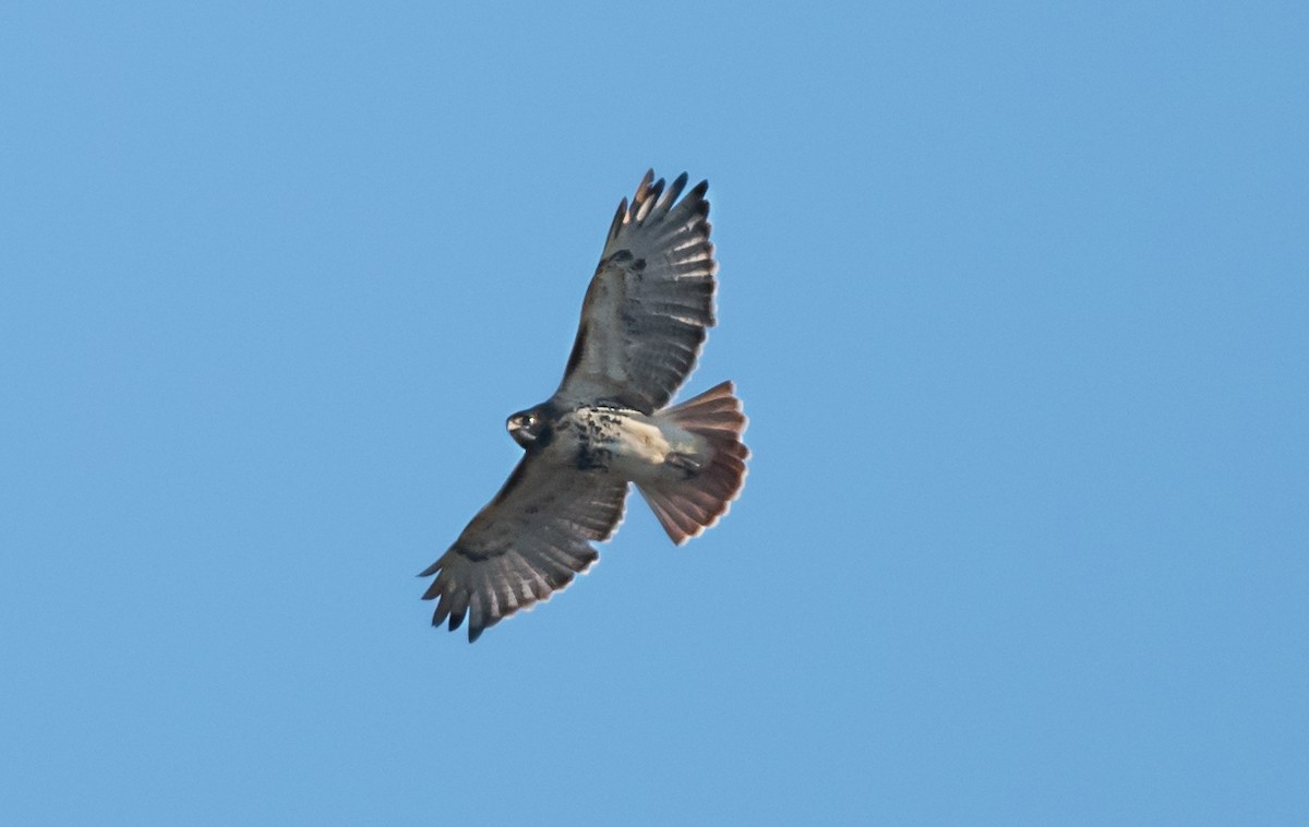 Red-tailed Hawk - ML646413978