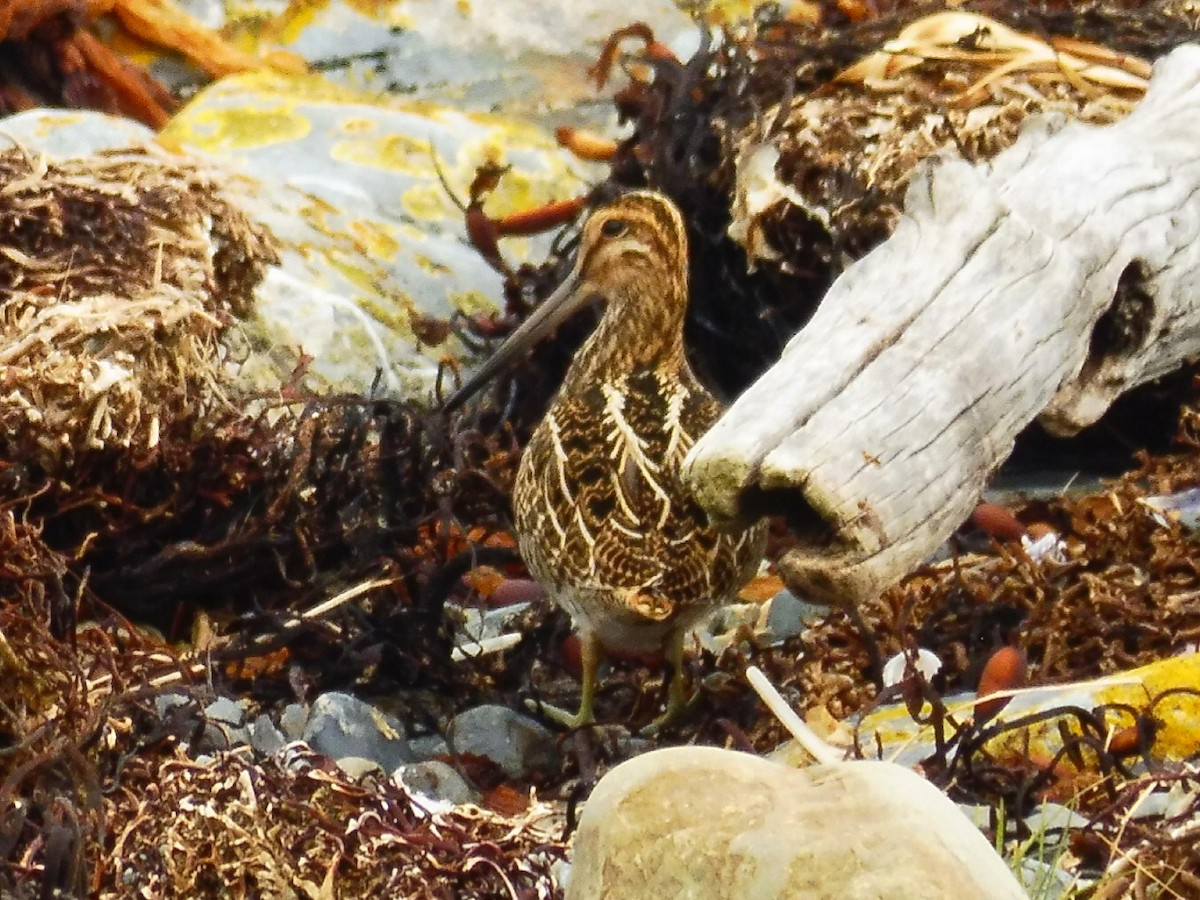 Magellanic Snipe - ML646413980