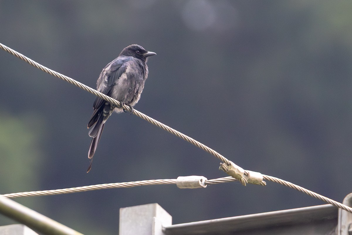 大卷尾 - ML646413981