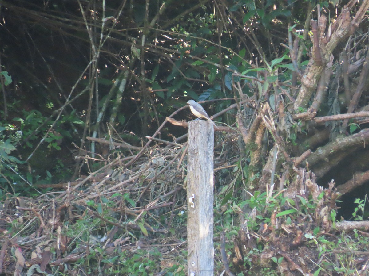 Brown Shrike - ML646413982