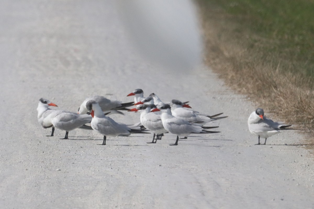 Caspian Tern - ML646413983