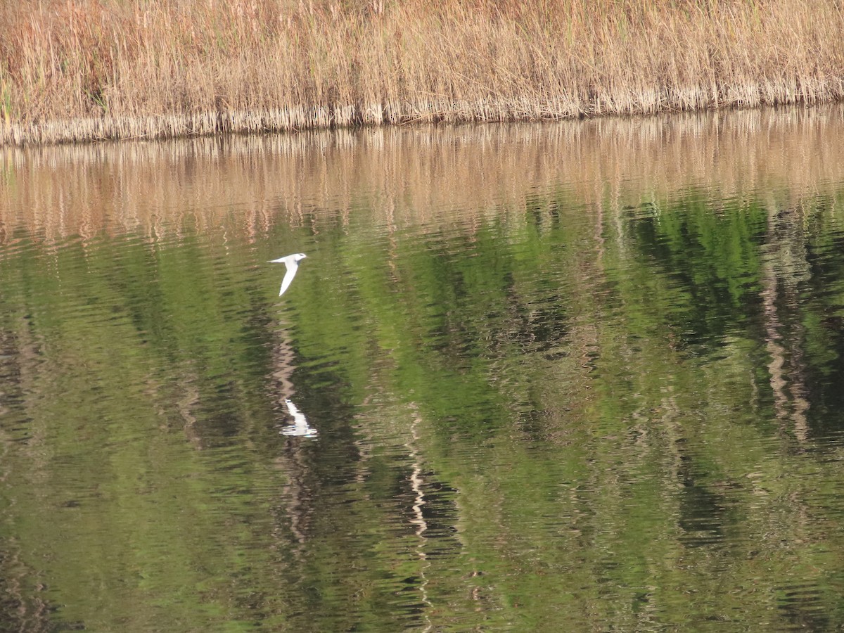 Forster's Tern - ML646413987
