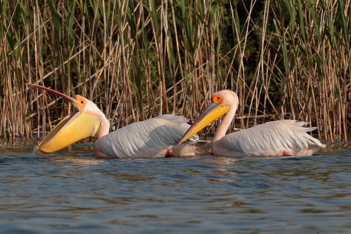 Great White Pelican - ML646413992