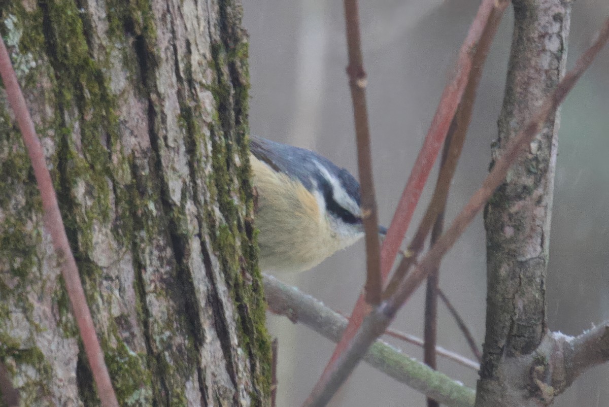 Red-breasted Nuthatch - ML646413993
