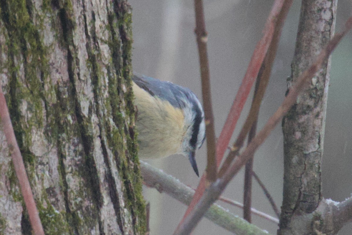 Red-breasted Nuthatch - ML646413994